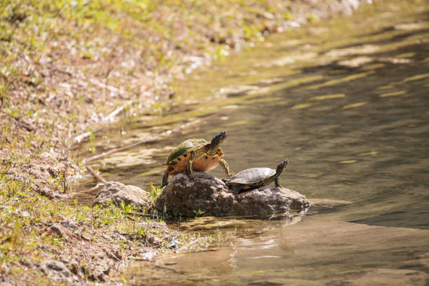 Red-eared slider turtle Trachemys scripta elegans perches on a rock next to yellow bellied slider Trachemys scripta scripta in front of a pond in Naples, Florida