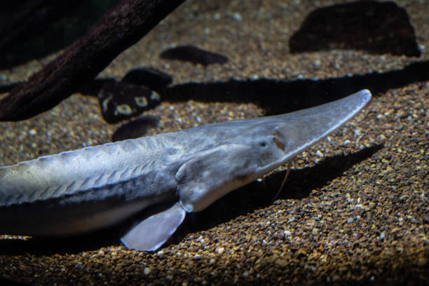 Pallid sturgeon on the bed of a river Pallid sturgeon (Scaphirhynchus albus) is an endangered specie sturgeon fish stock pictures, royalty-free photos & images