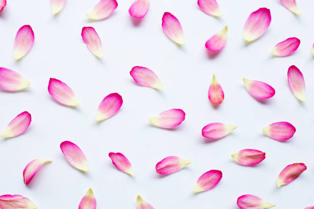 istock Lotus petals on white 1136063388