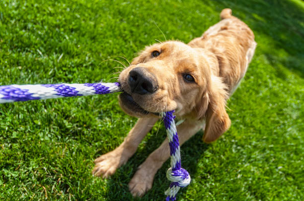 A one year old puppy playing tug-of-war with a rope outside stock photo