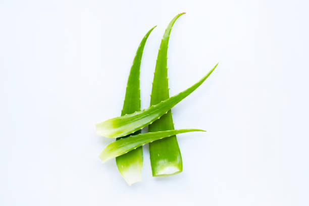 istock Aloe vera fresh leaves on white. Copy space 1136063420