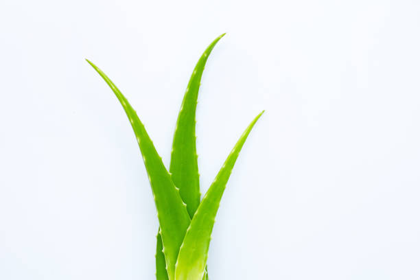 istock Aloe vera fresh leaves on white background. 1136063426