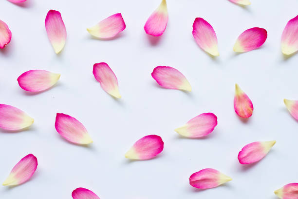 istock Lotus petals on white 1136063471