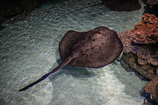 Roughtail stingray (Dasyatis centroura) lices in costal waters