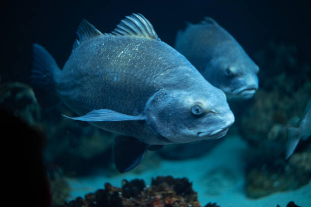 istock Two blue fish swimming in the ocean 1136064221