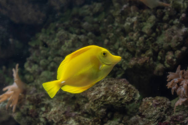 istock Yellow fish in a coral reef 1136064247