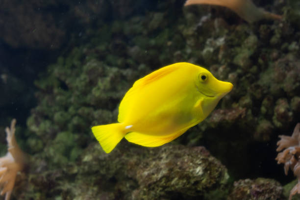 istock Yellow fish in a coral reef 1136064250