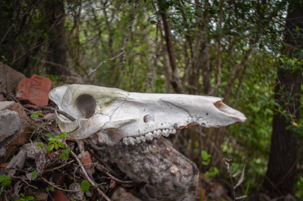 istock Animal Skull lies in nature 1136064338