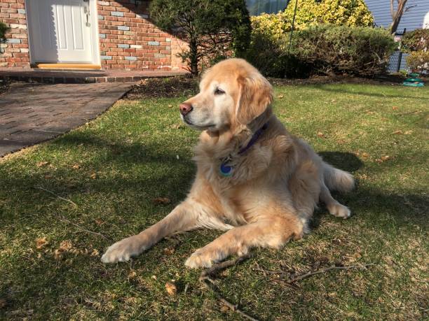 istock Golden retriever - older 1136064975