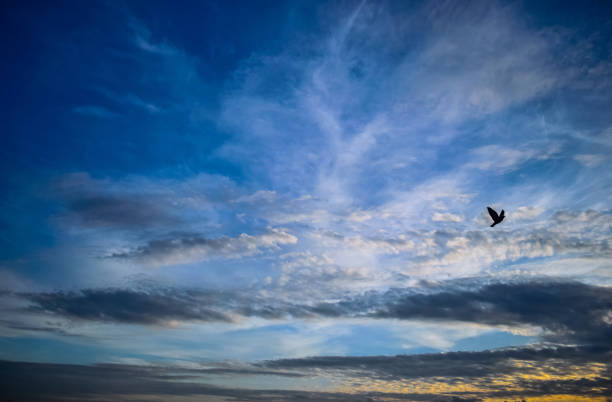 istock Colourful Sky after sunset, and a Pigeon flying 1136065234