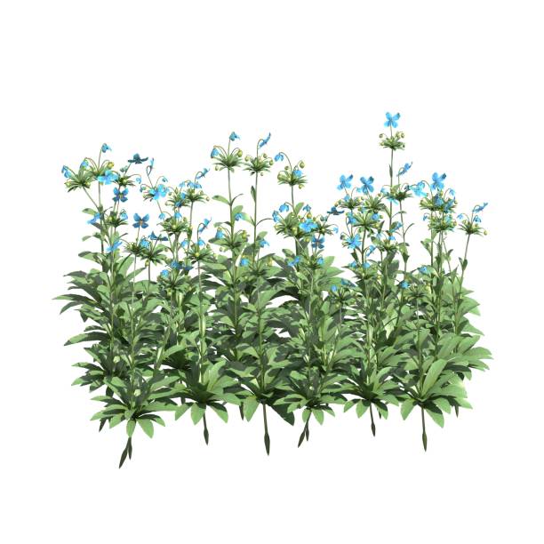 istock Plants 3d illustration isolated on the white background 1136065780