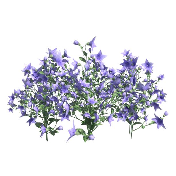 istock Plants 3d illustration isolated on the white background 1136065834