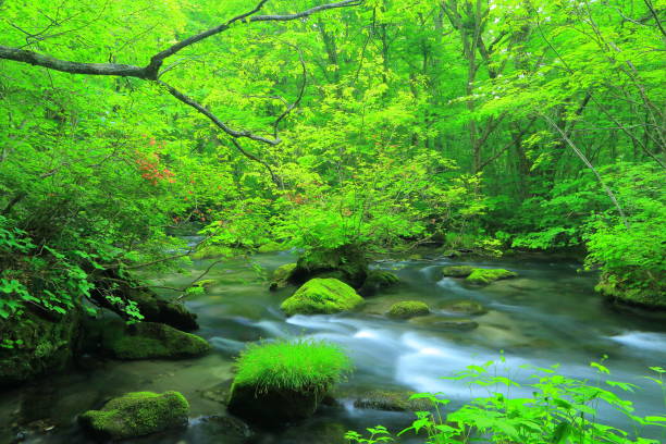 istock summer Oirase mountain stream 1136066735