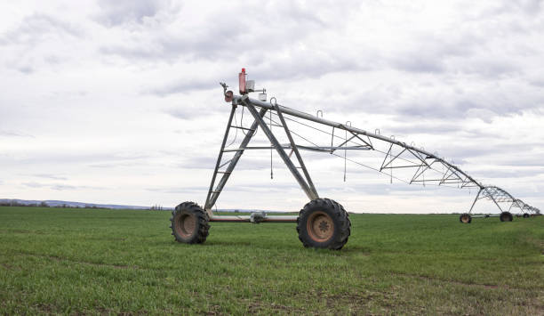 istock Automated modern irrigation sprinkler system lies ready and waiting 1136066751