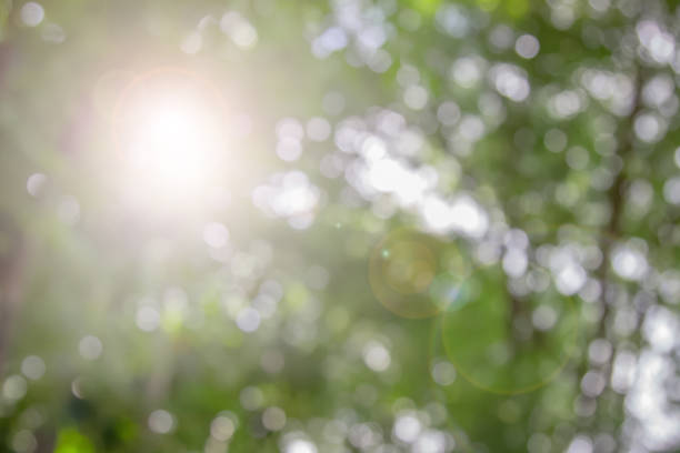 istock Natural spring blurred green leaves background. 1136066772