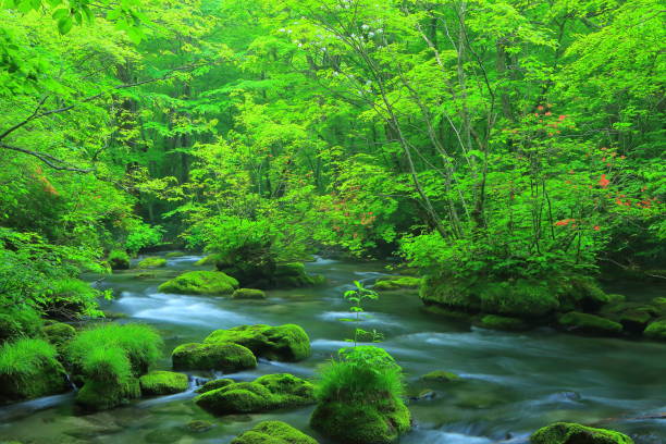 istock summer Oirase mountain stream 1136066903