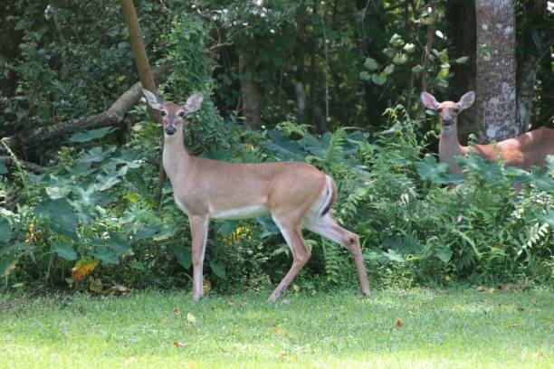 istock Deer in green trees and bushes 1136067760