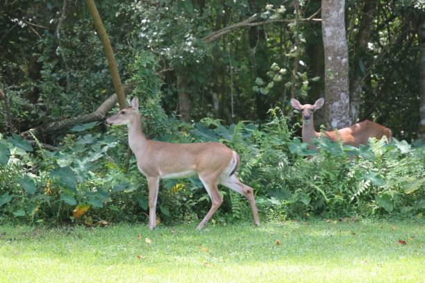 istock Deer in green trees and bushes 1136067824