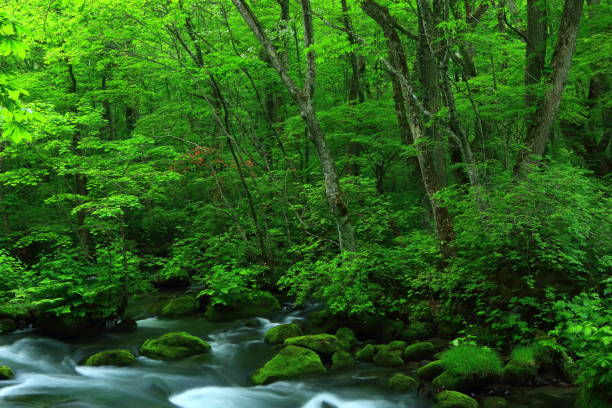 istock summer Oirase mountain stream 1136067830