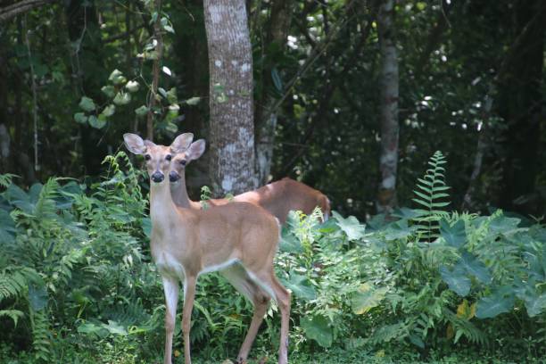 istock Deer in green trees and bushes 1136067842