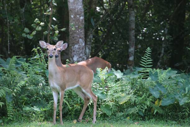 istock Deer in green trees and bushes 1136067846