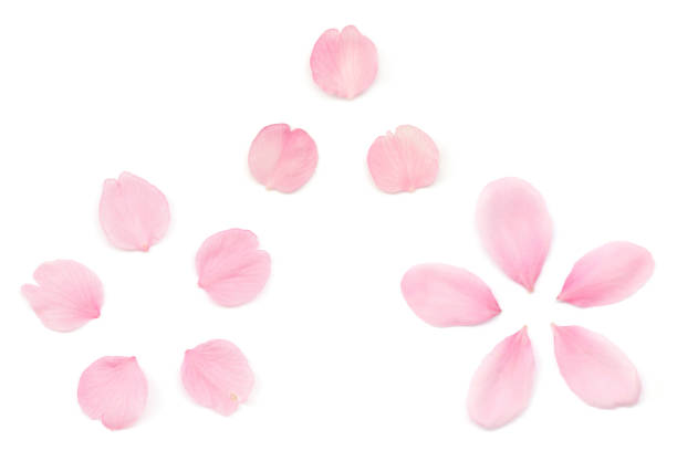 istock Japanese pink cherry blossom petal isolated on white background 1136068441