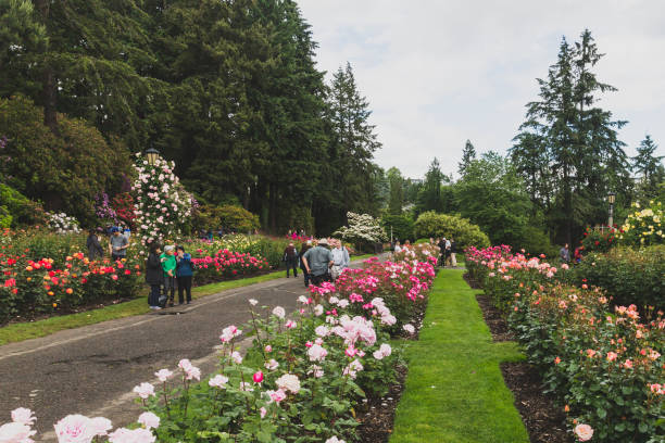 Locals viewing roses at International Rose Test Garden stock photo