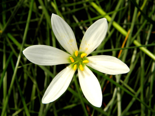 istock Closeup small white flower on grass 1136069234