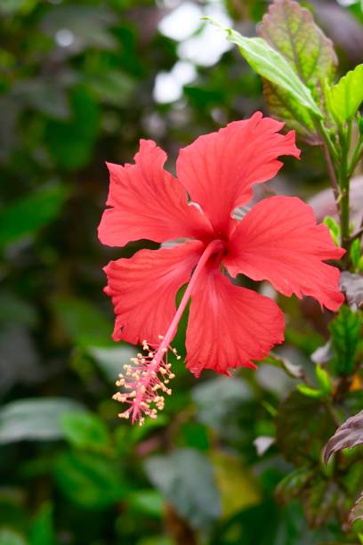 immagine di fiore di ibisco rosso / albero di agrifoglio che cresce nel giardino dei paesaggi estivi, foto di ibisco ravvicinato sullo sfondo delle foglie sfocate - hibiscus single flower flower red foto e immagini stock