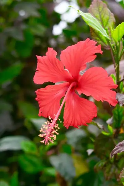 Photo showing a single red hibiscus flower growing on a hollyhock tree, with stamen and pollen close-up. The hibiscus photo was taken in a summer garden in the sunshine, as a macro picture, with a depth of fiend background of blurred leaves, branches and foliage.