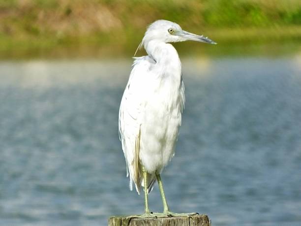 istock Young Little Blue Heron (Egretta caerulea) in the Florida wetlands 1136072122