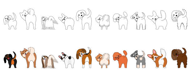 ilustrações de stock, clip art, desenhos animados e ícones de set of funny small dogs showing their butts - dog group of animals variation in a row