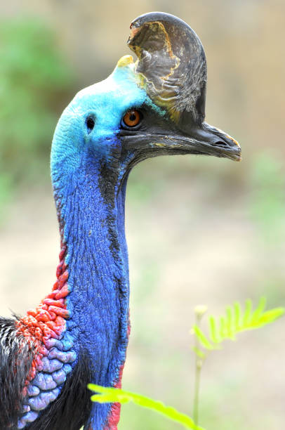 cassowary ptak - beak bird blue cassowary zdjęcia i obrazy z banku zdjęć