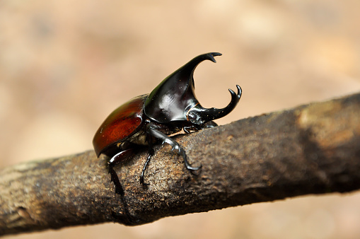 Rhino beetle will use horn self-defense and fighting other males during mating season, and for digging.
