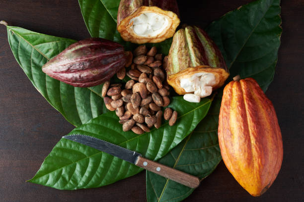 istock Cacao agriculture harvesting 1136077206