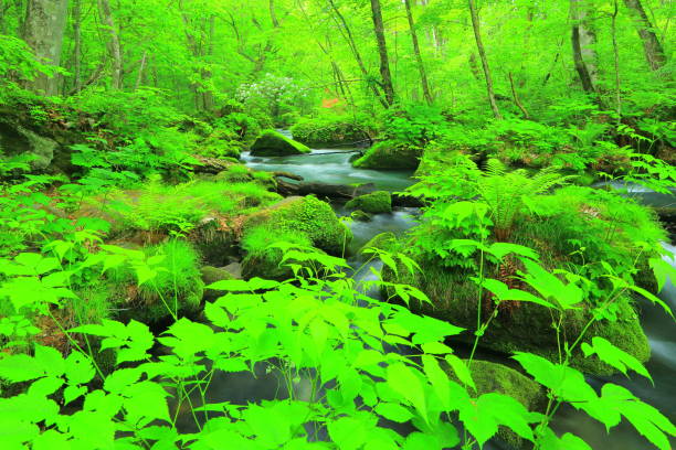 istock summer Oirase mountain stream 1136077840