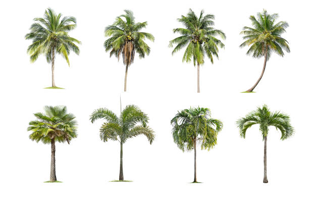 istock Coconut and palm trees Isolated tree on white background , 1136078778