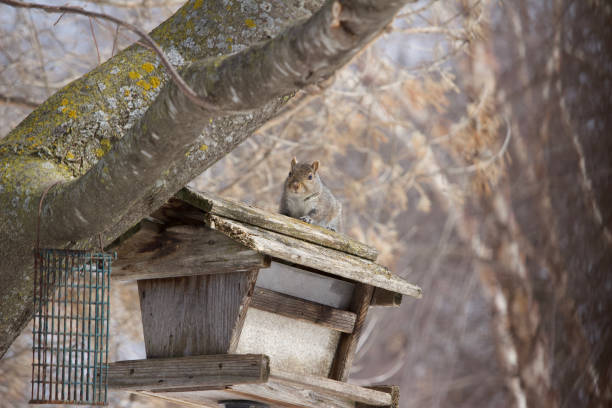 istock A bushy tail gray squirrel eats safflower seeds at a rustic wooden bird feeder 1136079889