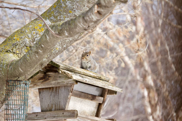 istock A bushy tail gray squirrel eats safflower seeds at a rustic wooden bird feeder 1136080095