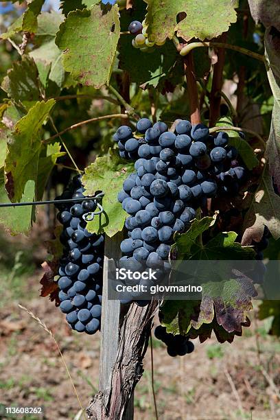 Buitre Aglianico Del Foto de stock y más banco de imágenes de Uva - Uva, Agricultura, Basilicata