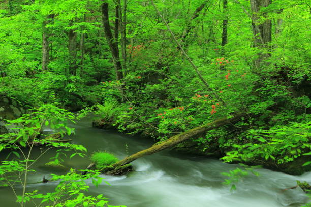 istock summer Oirase mountain stream 1136084894
