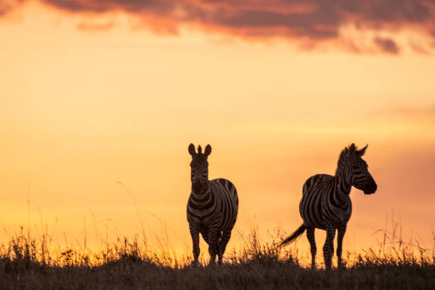 istock Two Zebras grazing alone from group at sunset, maasai Mara 1136085666