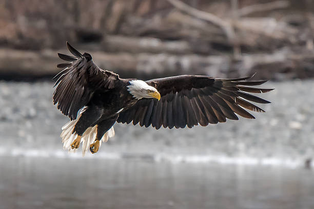 Bald Eagle Preserve Haines Alaska