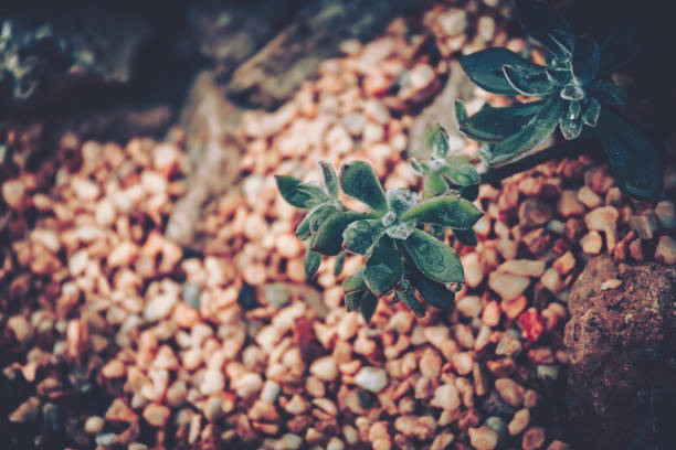 Succulent plant, Cactus Variety