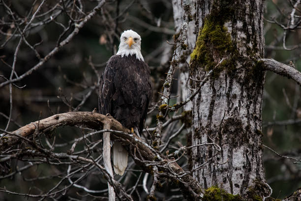 istock Bald Eagle Preserve Haines Alaska 1136087696