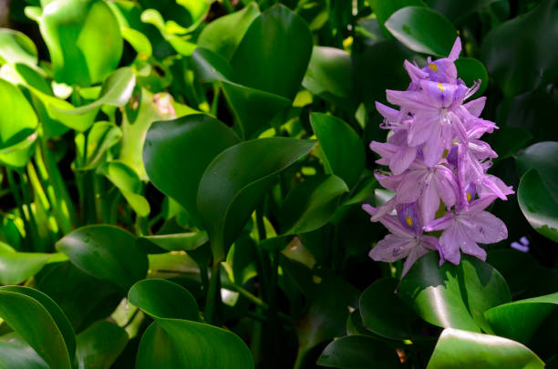 istock Flower of Water Hyacinth tree. 1136087763