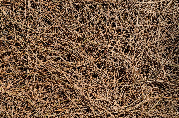 Background and texture of dry Australian pine tree leaves (or Beefwood, Sea oak, She oak).