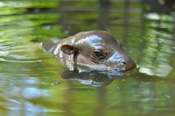 Baby pygmy hippopotamus stock photo