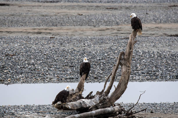 istock Bald Eagle Preserve Haines Alaska 1136087841