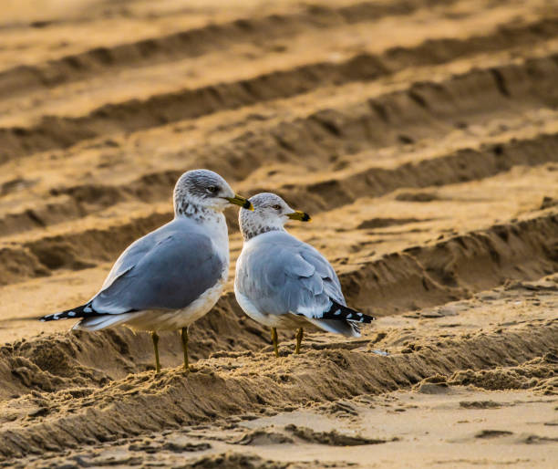 Seagulls On The Beach waiting for the day stock photo